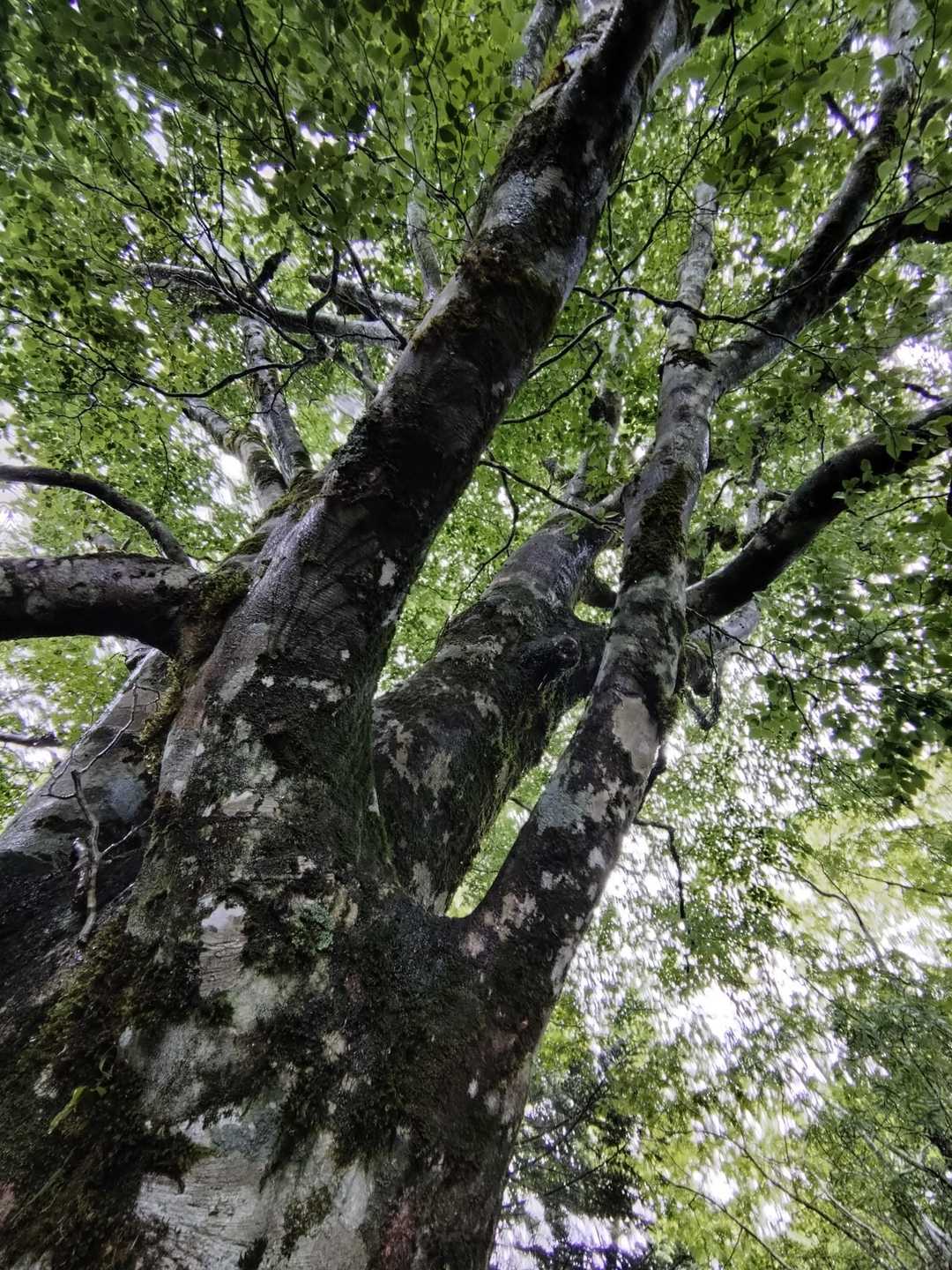 西門山 往復コースの写真