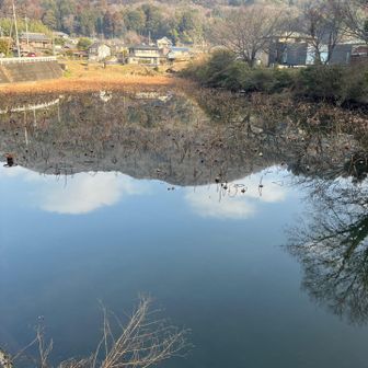 蓮池です　最初なんだか分からずびっくり‼️