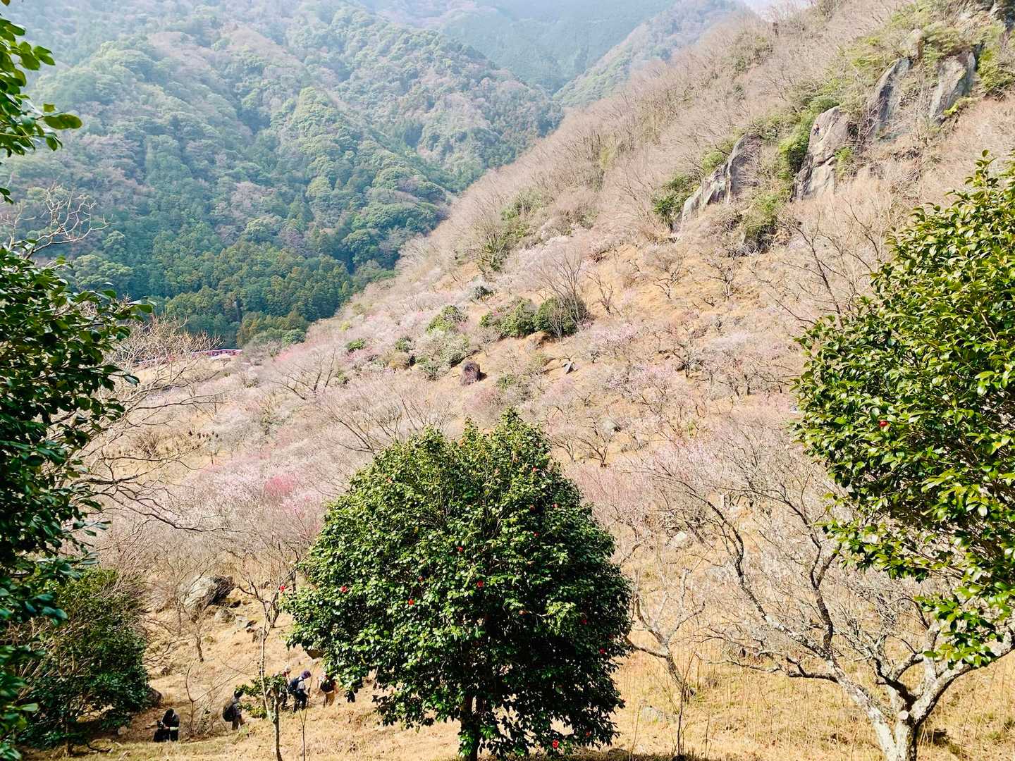 幕山登山口-幕山 往復コースの写真