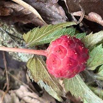 ヤマボウシの実🍓