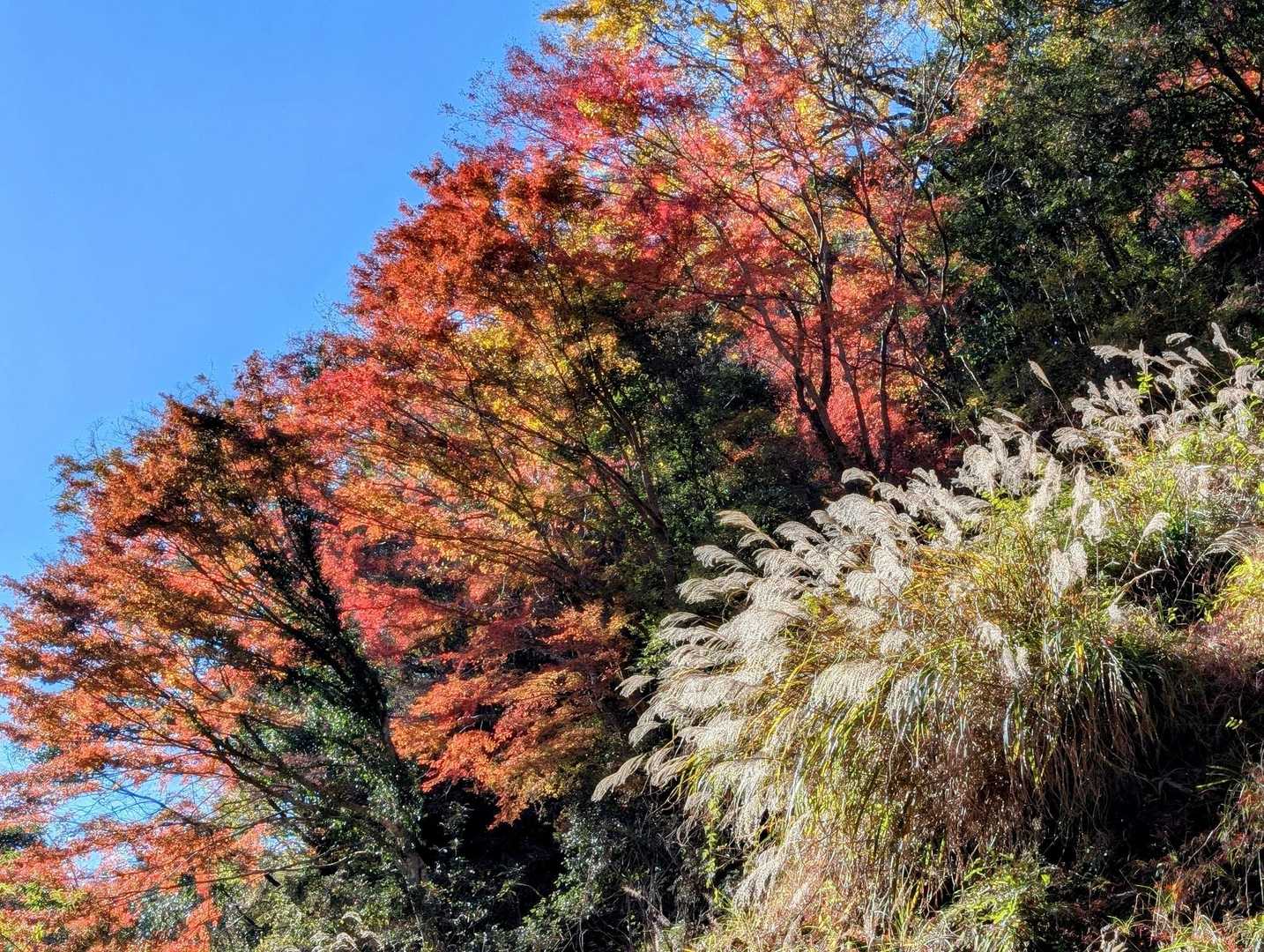 すすきと🍁