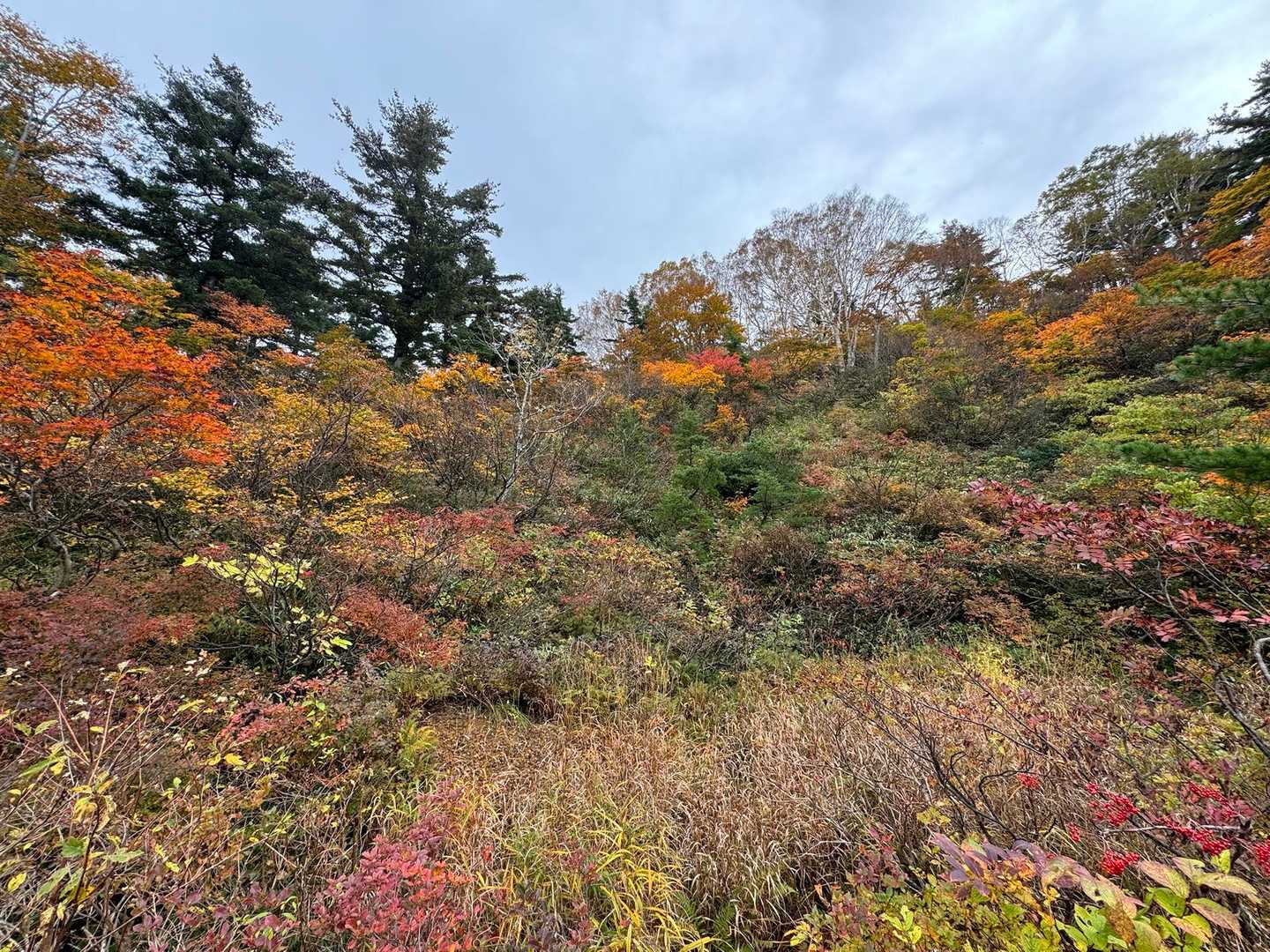 ここの紅葉は赤が入ってて綺麗