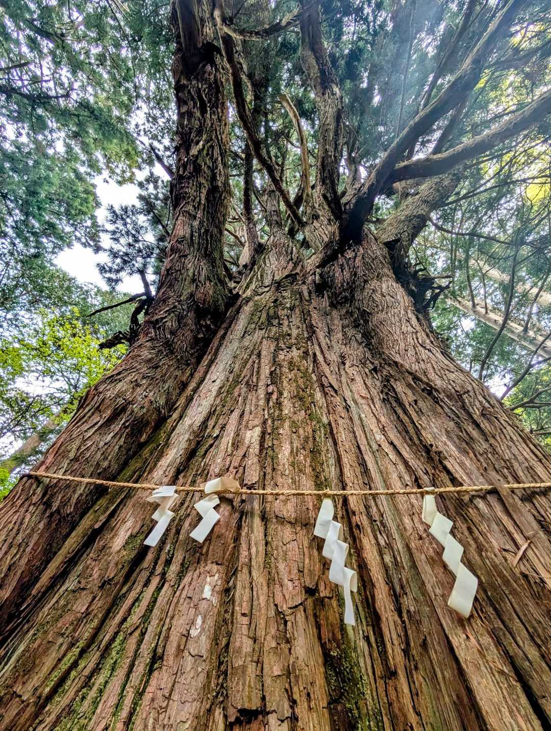 御神木
とっても大きく立派