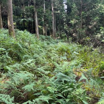 まだ林道なんだけどこの荒れ具合は…😵‍💫