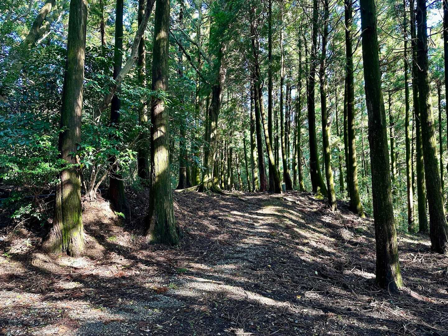 皿山公園バス停-岳城山 往復コースの写真