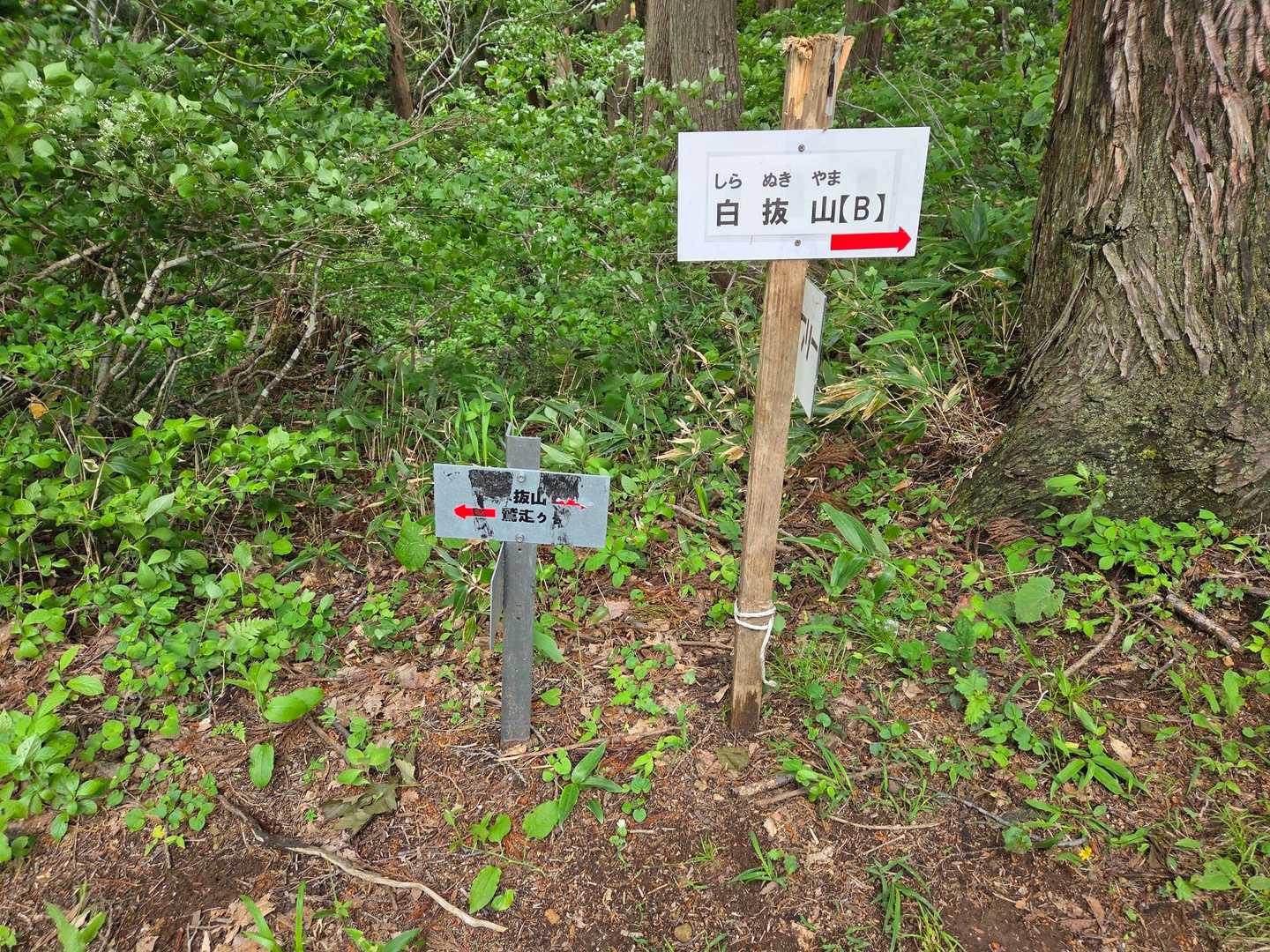 これは大会のための表示なのですね👏