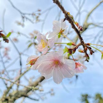 四季桜が咲いてました♪