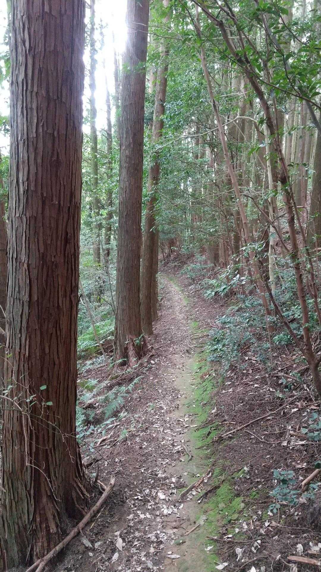 赤薮山登り口-赤薮山 往復コースの写真