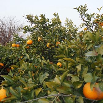 柑橘系を見ると撮っちゃう
