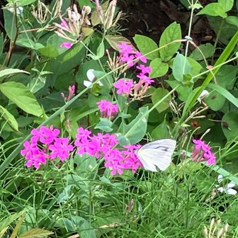 ちょうちょが来ました🦋