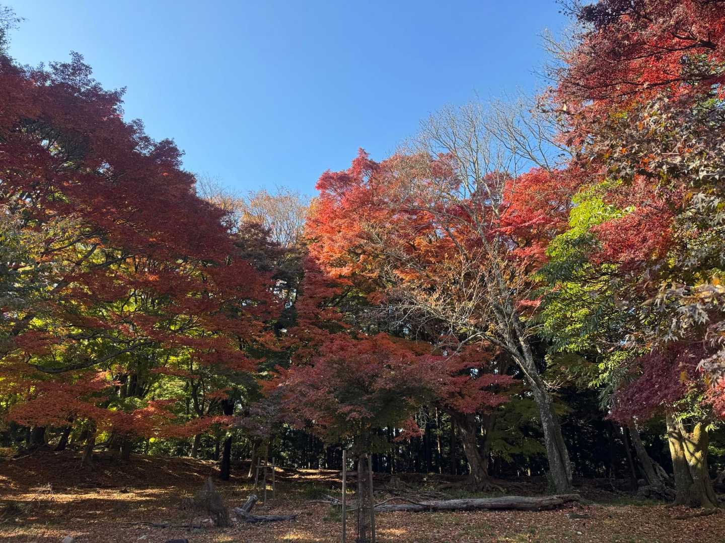 高取山 往復コースの写真