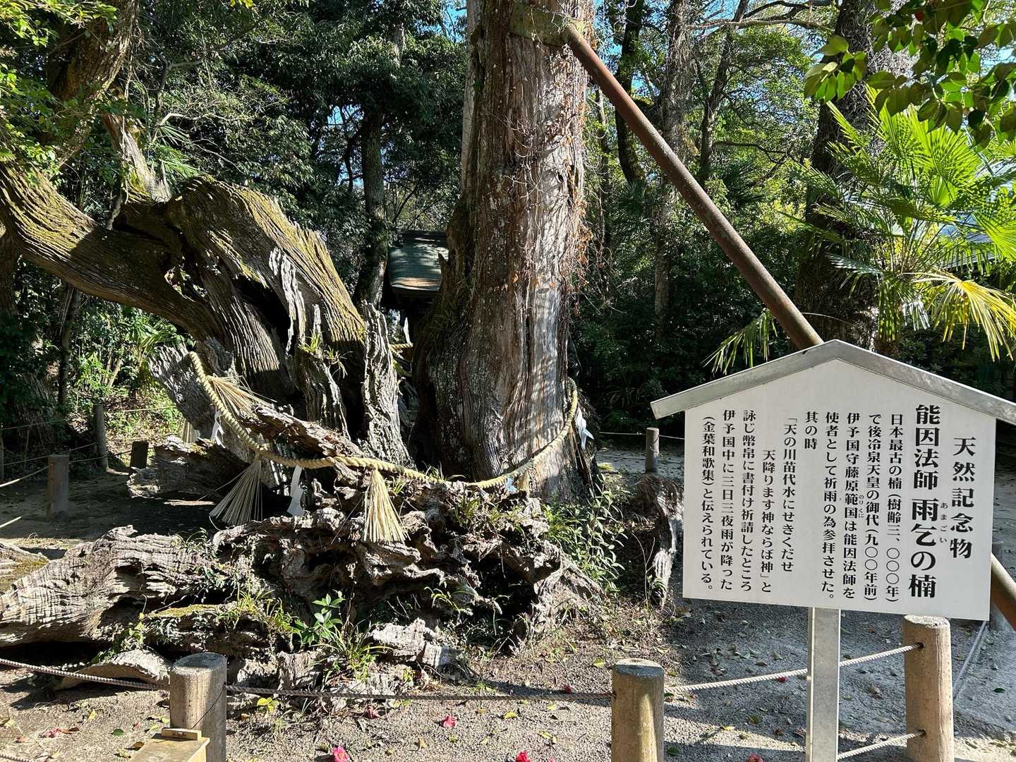 天然記念物の楠がとても立派でした😲