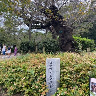 コマツオトメ🌸の原木。