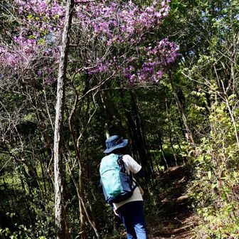 コバノミツバツツジの下を歩くcherryさん🚶‍♀️