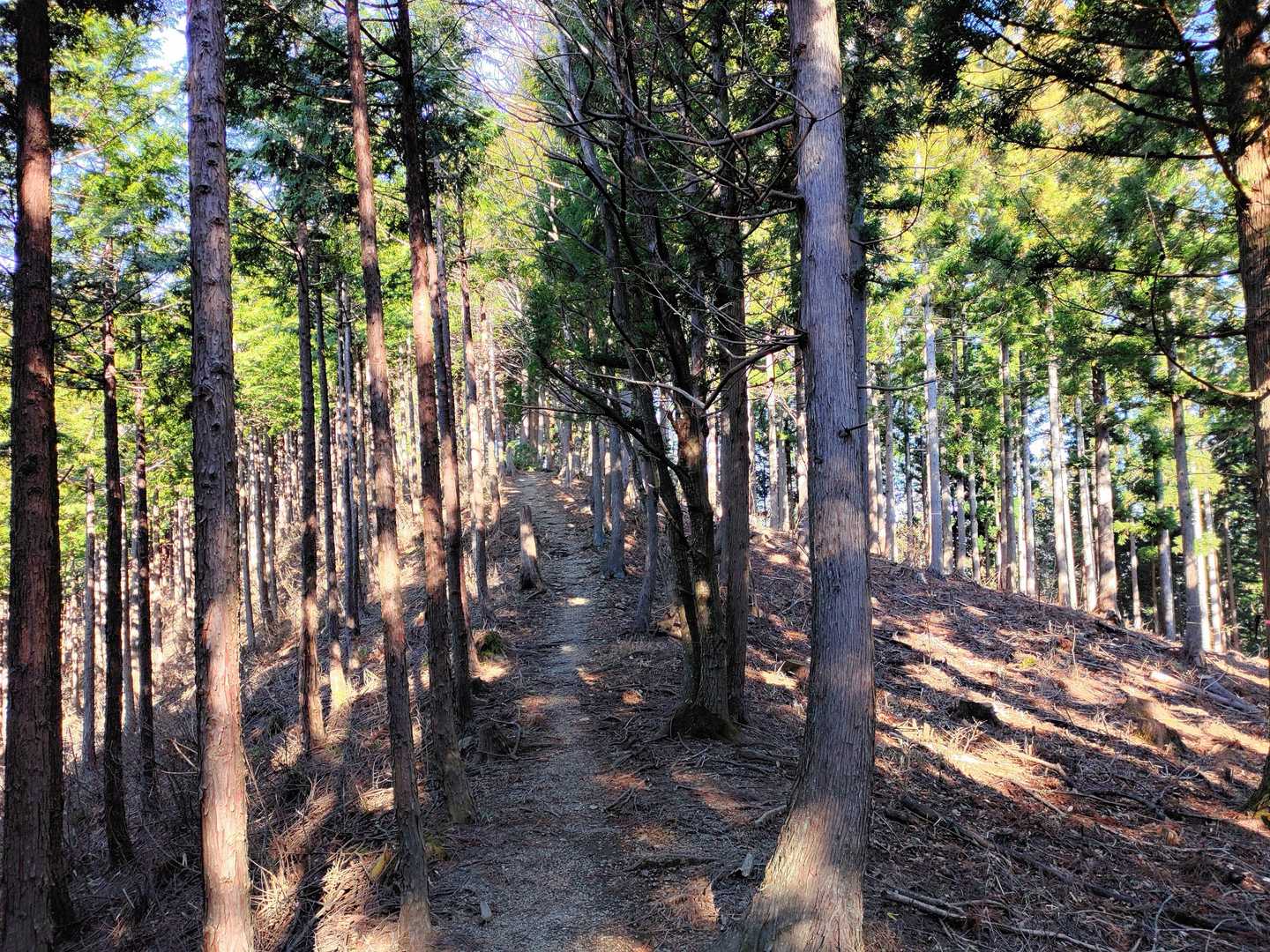 杉ノ峠-父不見山 往復コースの写真
