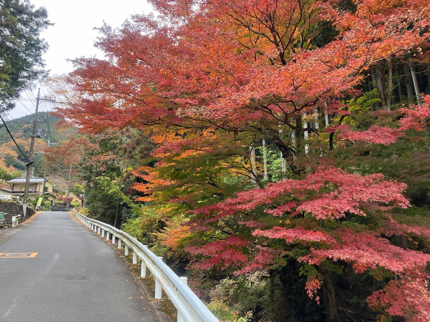 平溝通り。沢の上に紅葉がさしかかっています