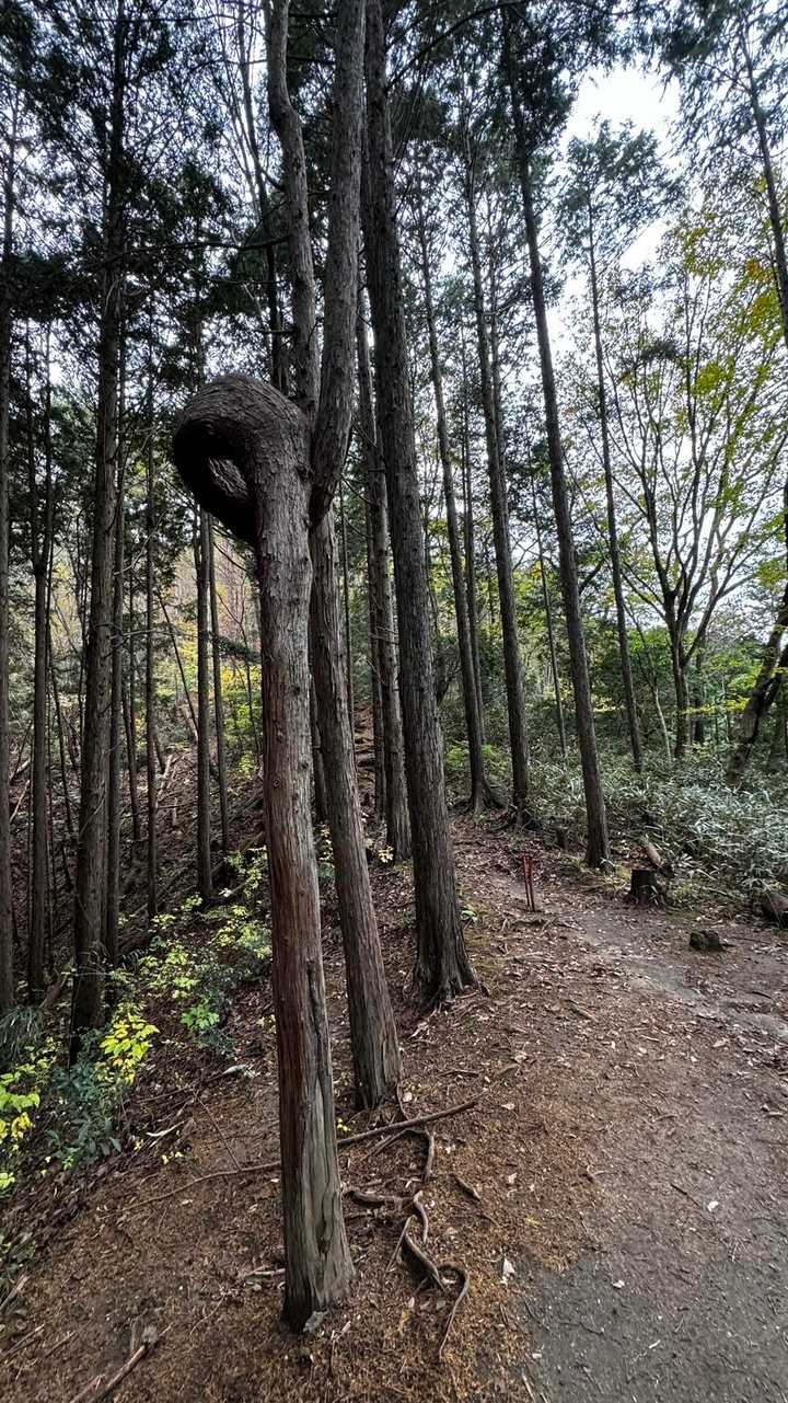 土岳⇄花貫渓谷 の写真 8