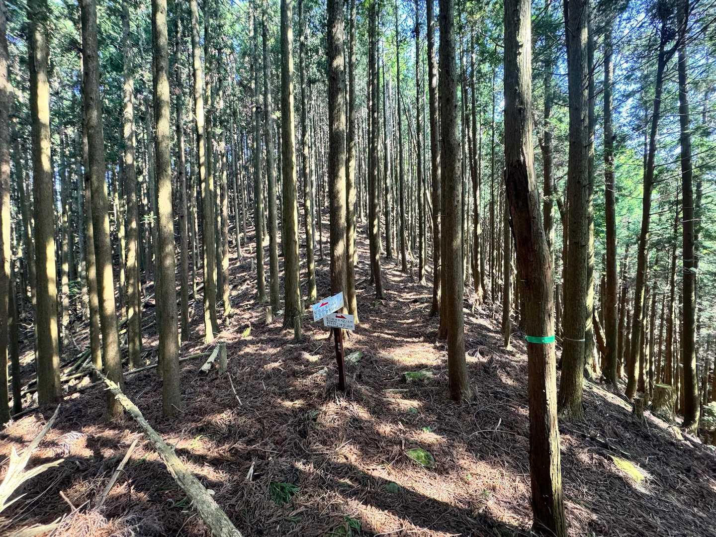 まだ時間も早いので、清水山にも向かって見ました🎶