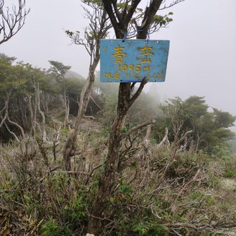 青岳