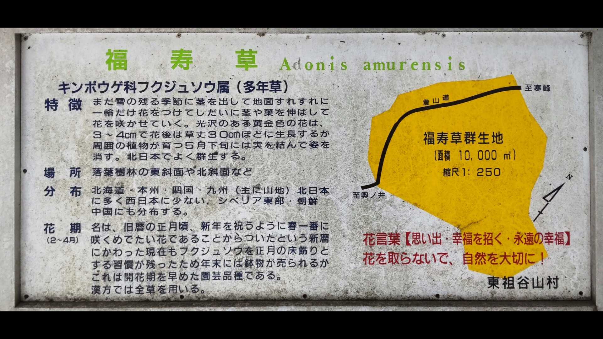 福寿草群生地