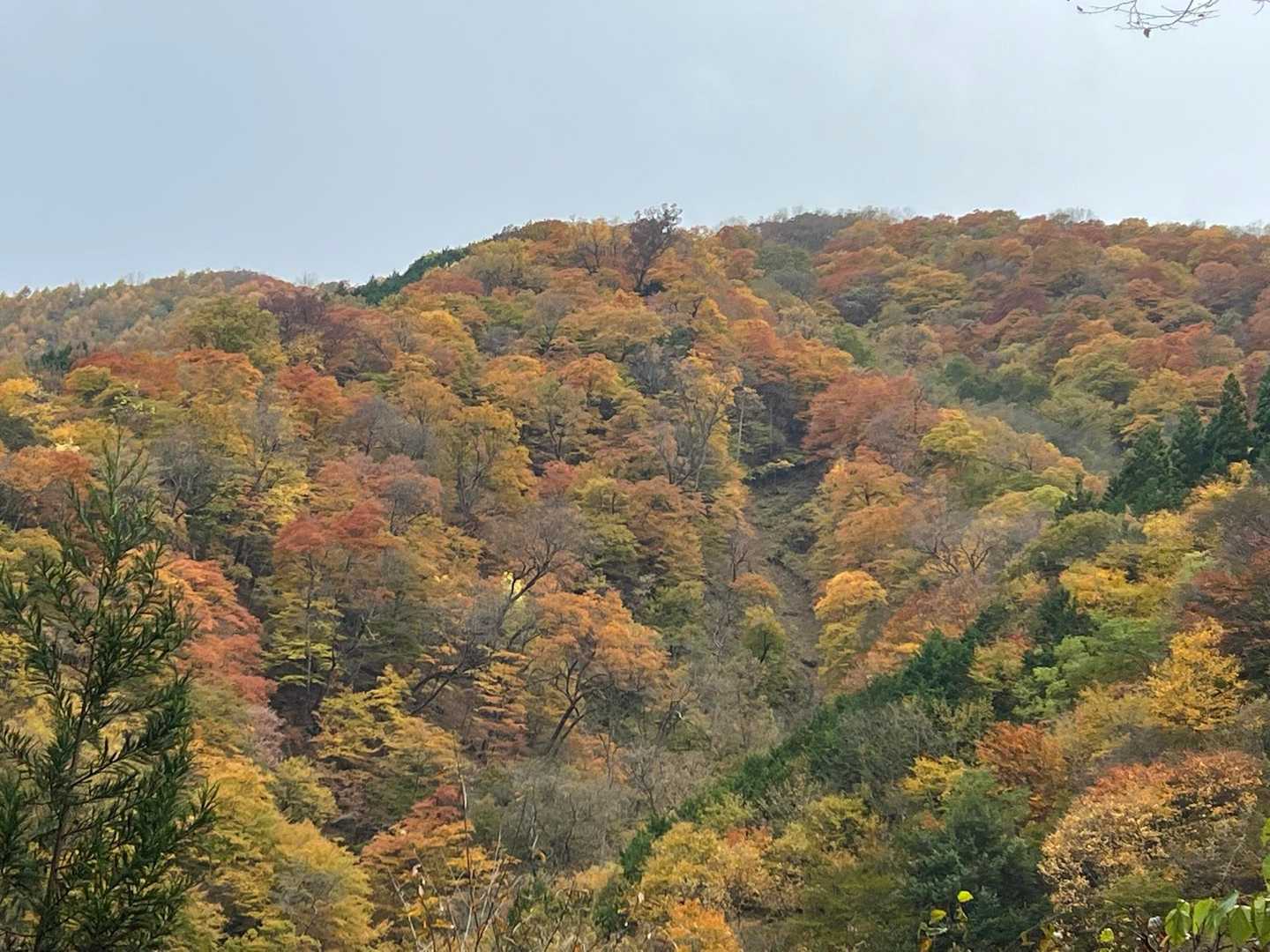 パッチワークの紅葉山容を見ながら✨