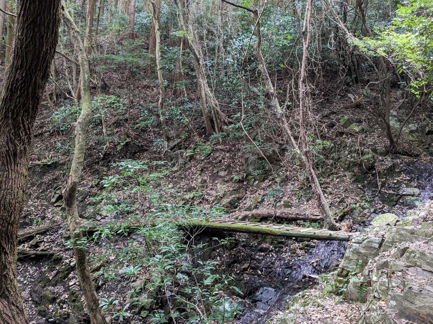 登山道風景🥾。