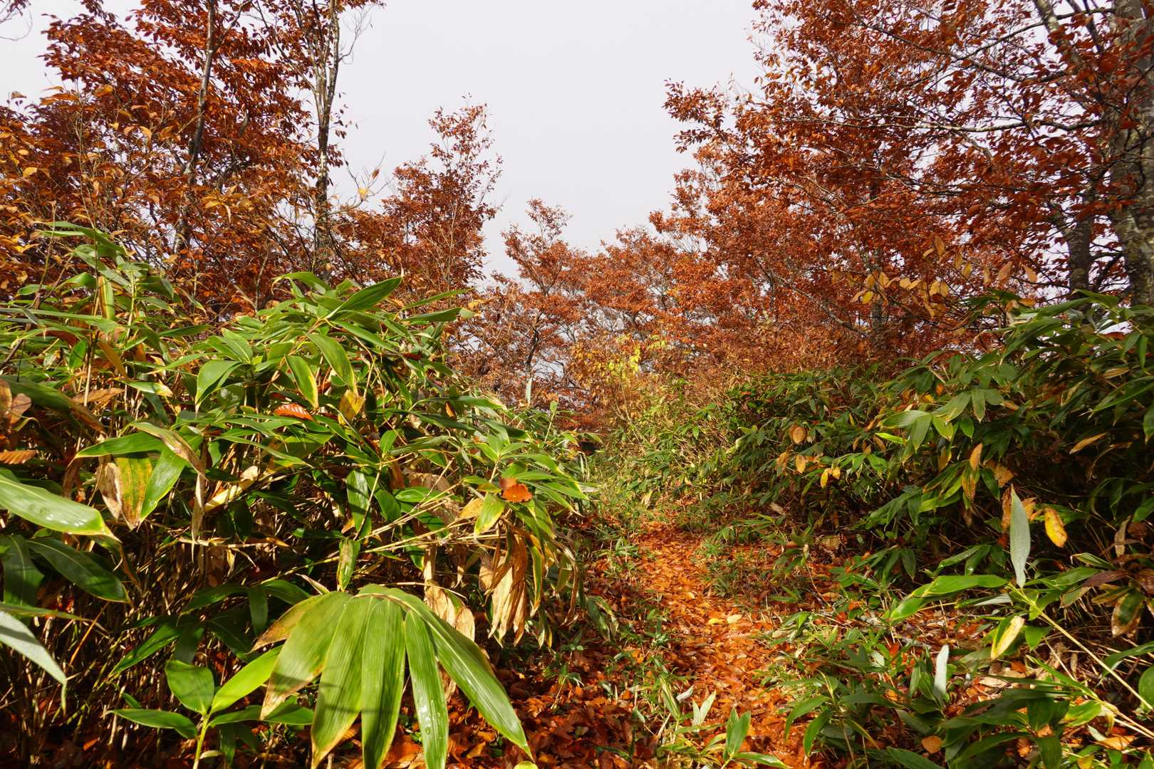 下の紅葉はまだきれい。