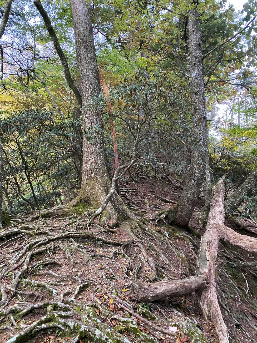 が…
かなりの急登続きます😫