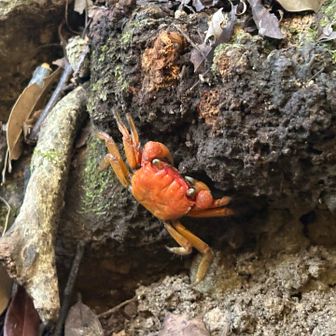 コオロギやカエルならよく見るが。カニとは。さすが海の近く。