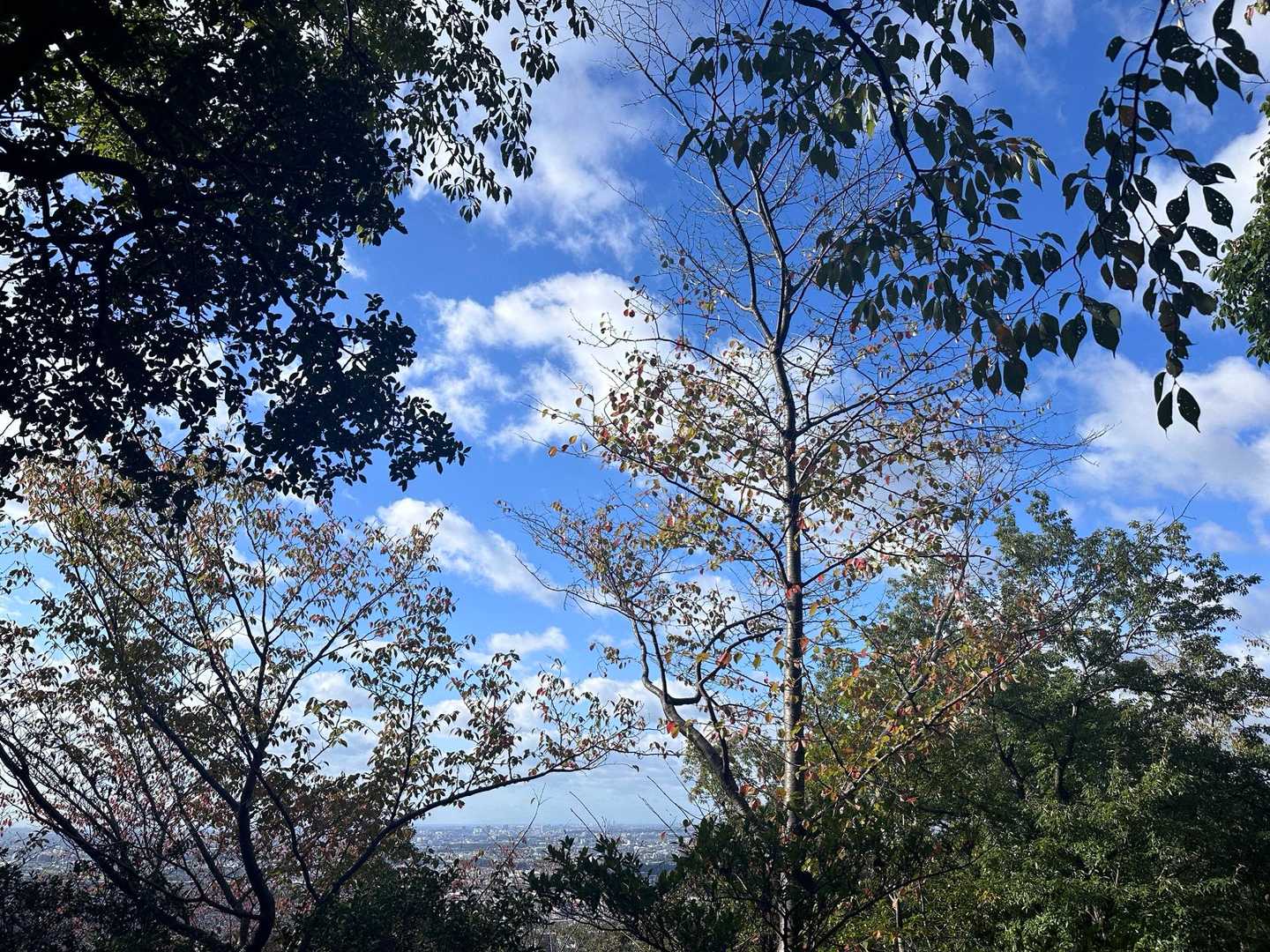 桜の木が紅葉してます。