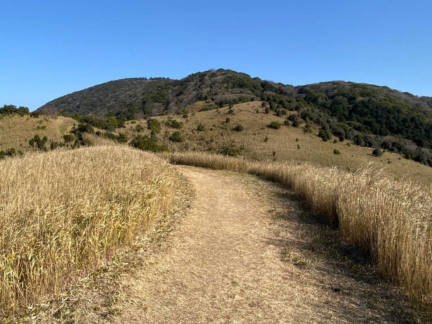 大台ケ原から戸ノ上山を望む