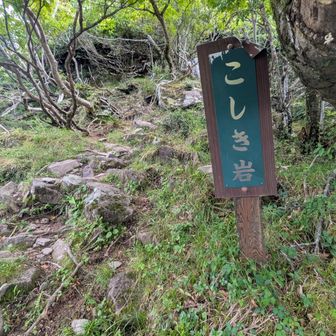 こしき岩というらしい
直進してる道もあったので岩登りする人がいるのかもしれない