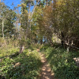 気持ちの良いハイキングコースです🌿