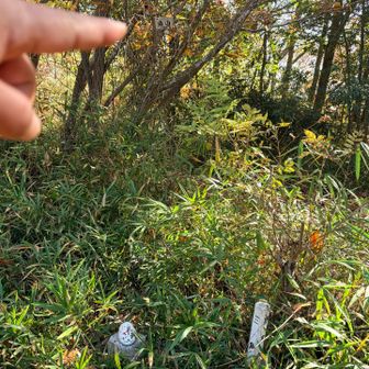 烏山（３座目、指先に山頂標あり）
笹ヶ瀬  四等三角点🔺134.81m