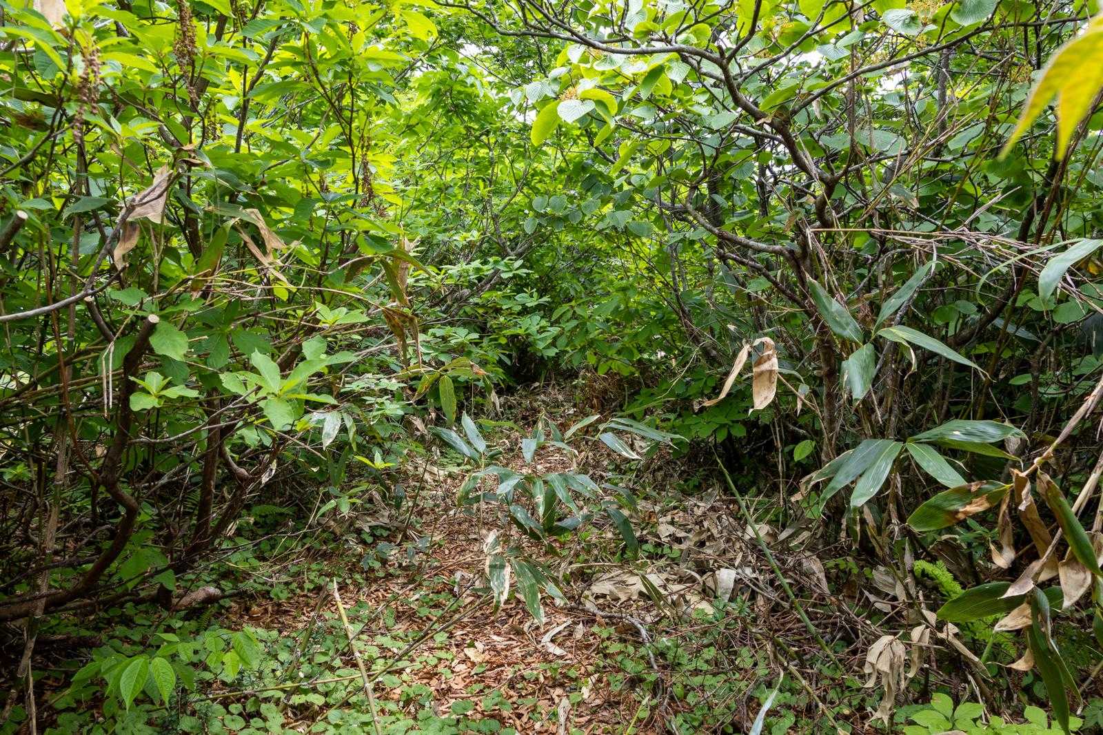 草刈りされていても、歩く人が少ないので道は荒れ気味です。
ちなみに、ここから下山するまで、学生の団体さんとすれ違っただけでした。静かな登山道です。
