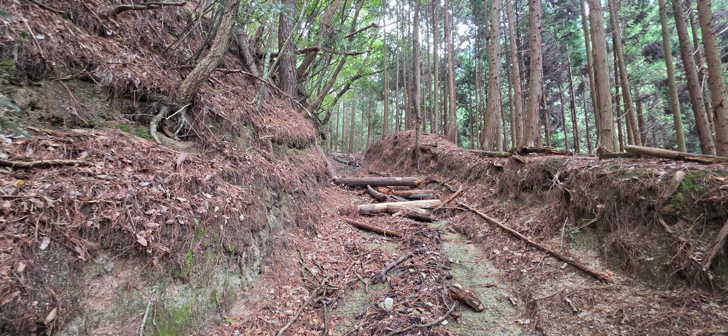林道としてみると荒れているが、
登山道と考えれば上等