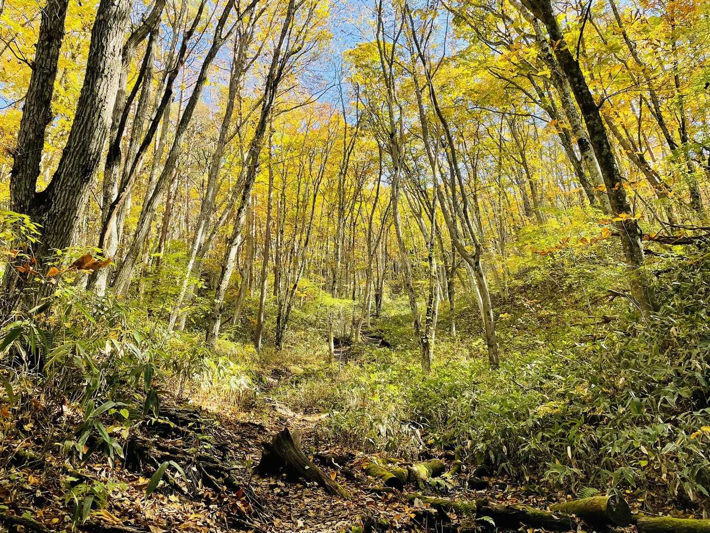 名水と巨木に癒やされ山頂へ。岩手山を望む、姫神山の一番人気コースの写真