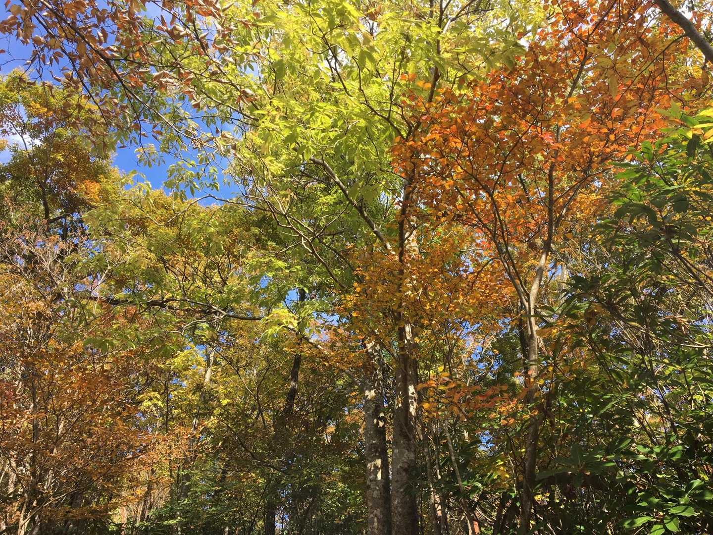 紅葉が素敵✨