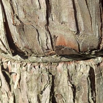 展望地のロープがめり込んでる
苦しそう😆