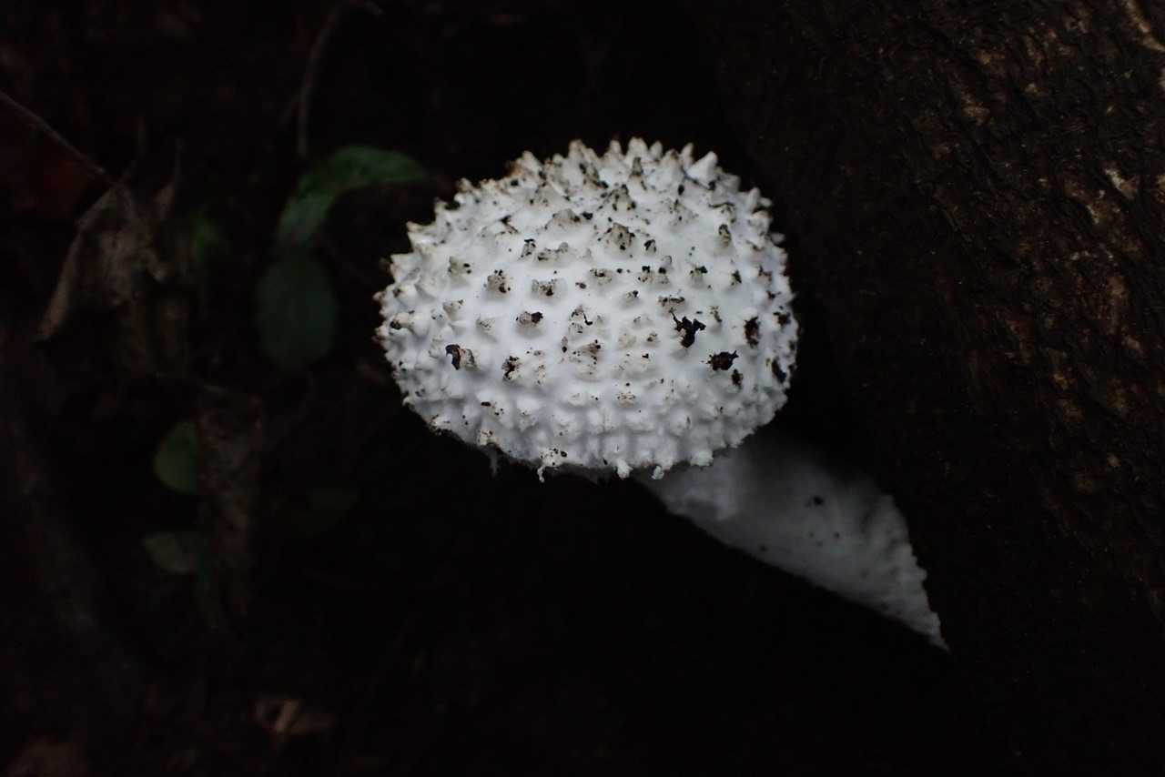 タマシロオニタケ
誰かさんの良く行くお山で見かけるヤツですねん🍄