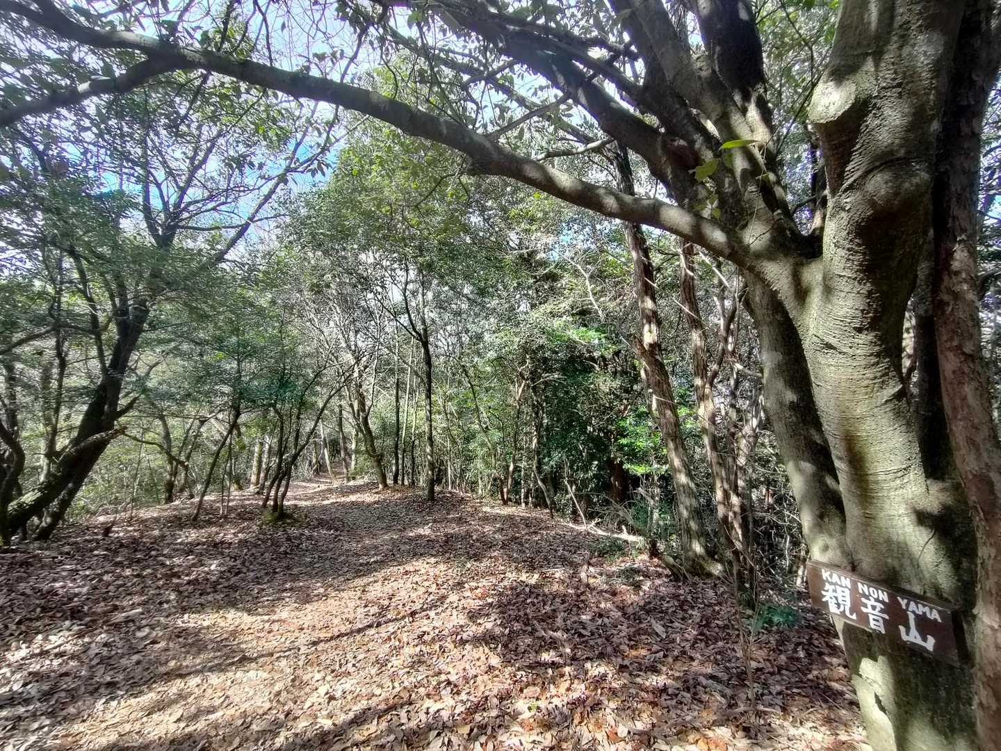 🏃‍♀️急ぎます〜😵‍💫観音山⛰