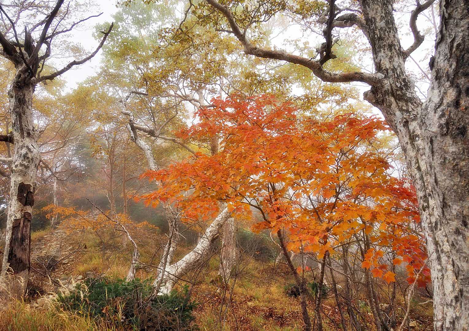 オレンジ色のカエデ🍁
黄金色のダケカンバの紅葉🍂
今が見頃で・・
美しかぁ～🍁🍂
