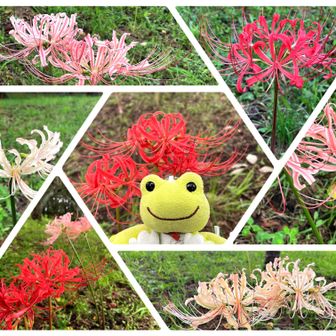 🍃葉は花を見ず
💐花は葉を見ず
別名「相思花」なんてちょっとロマンチックゥ💖
mañjūaka[マンジュシャカ]は天界に咲く❤️赤い花を意味するそうです