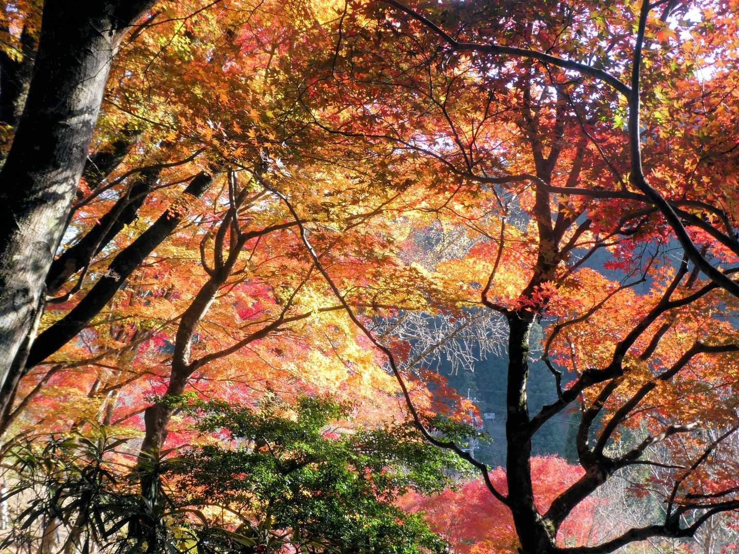 夏焼城ヶ山 往復コースの写真