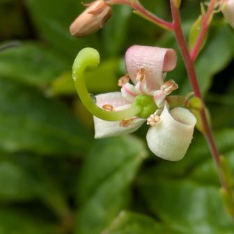 可愛らしいお花、ゾウさんのお鼻みたいな雌しべ
…ミヤマホツツジ?!😍
