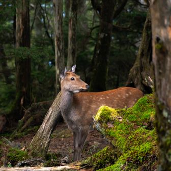 振り返ると、さっきと別の鹿さんが近づいてきてました
ホント大菩薩嶺と言えば鹿ですね🦌

鹿さん問題...
可愛いんだけどなぁ😖