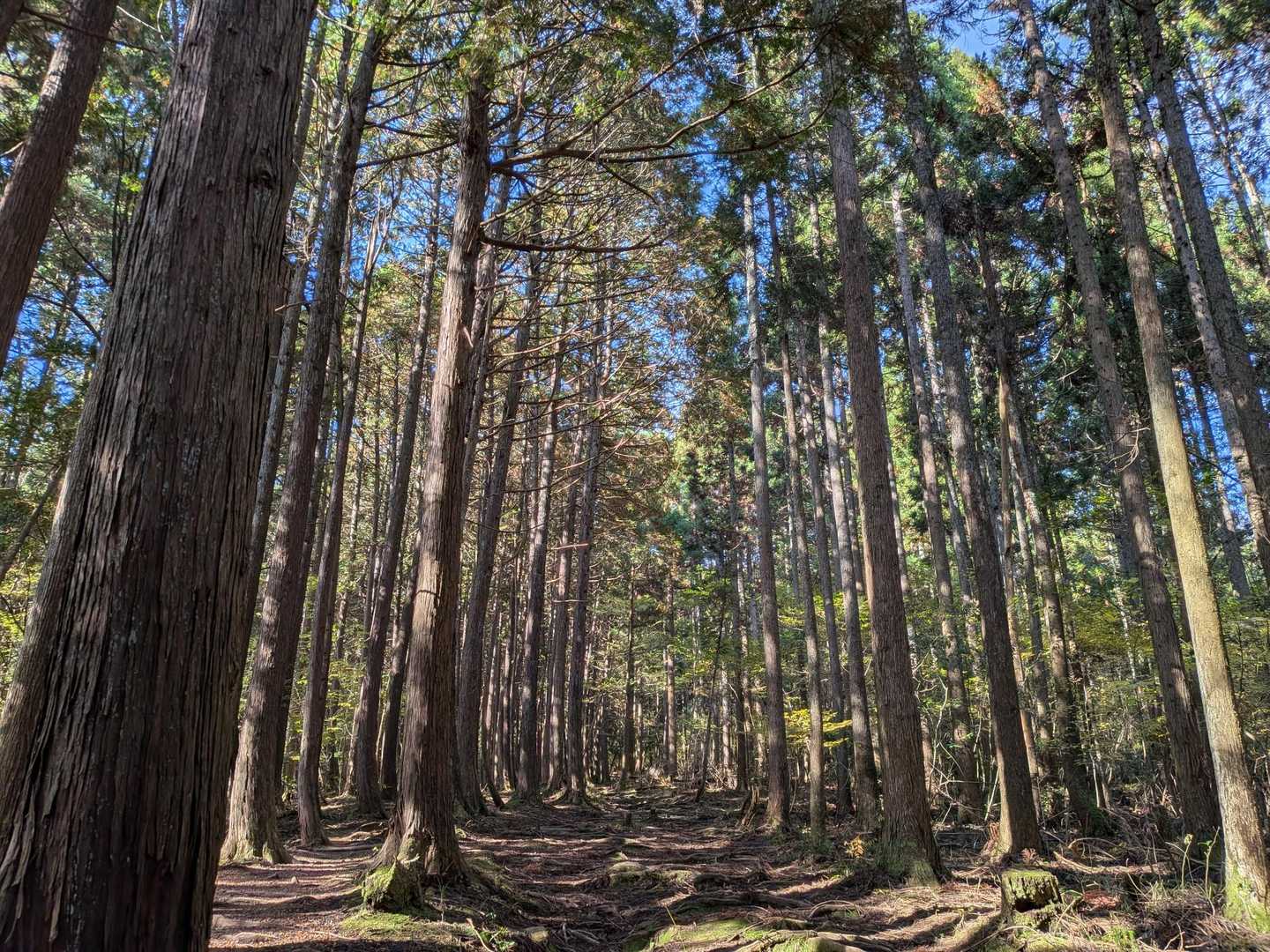鬼ヶ岳登山口-鬼ヶ岳 往復コースの写真