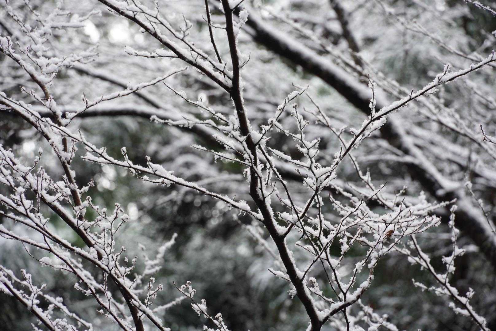 霊山寺登山口-霊山 周回コースの写真