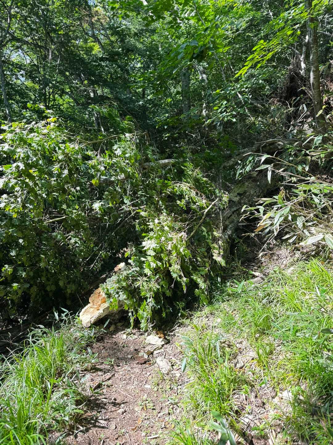 (￣□￣Ⅲ)‼️
完全に登山道を塞いでいて、ここで終わりかと😓
ガサガサ枝をかき分けて通り抜けます。