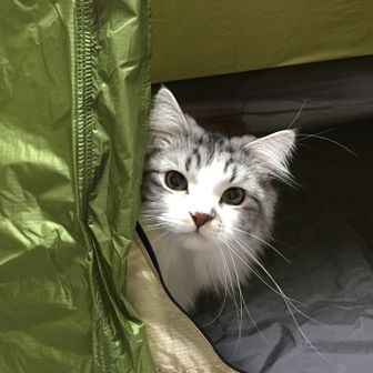 Goethecat